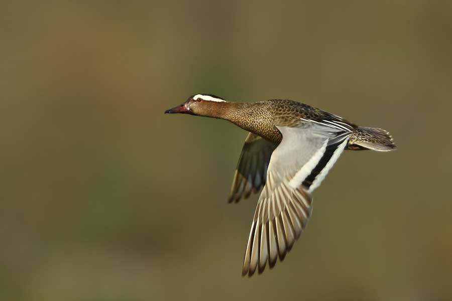Garganey