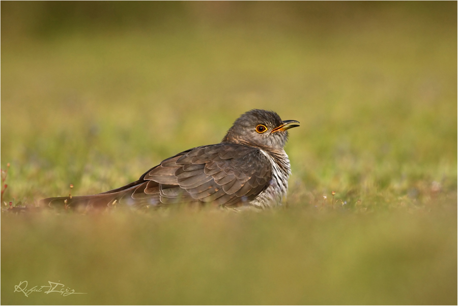 Common Cuckoo