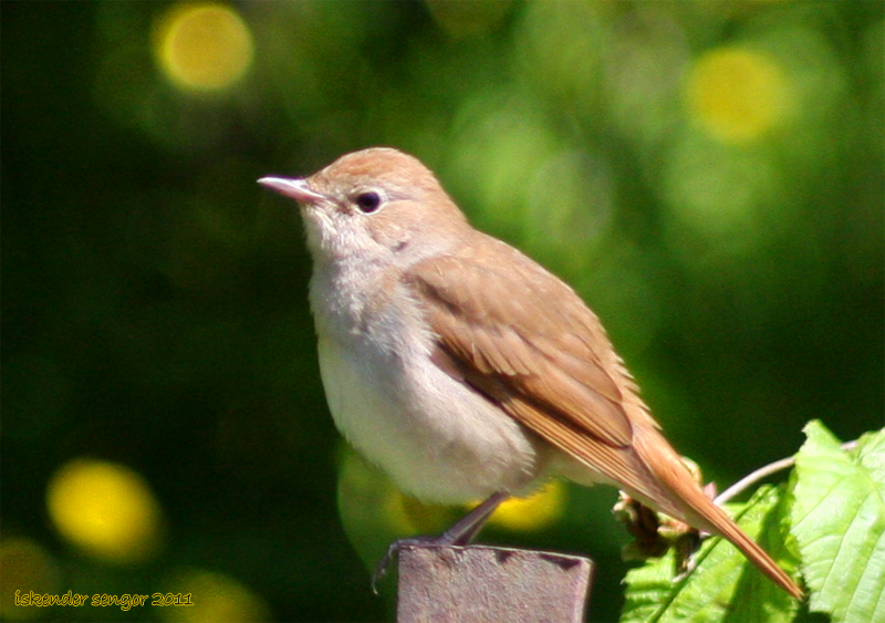 Common Nightingale