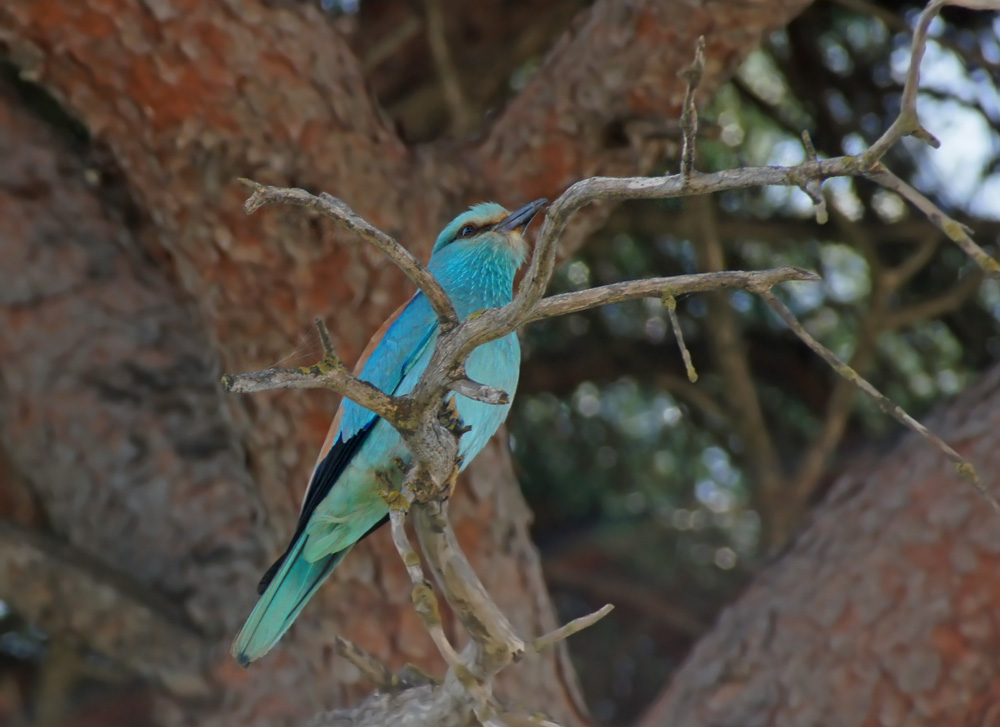 European Roller