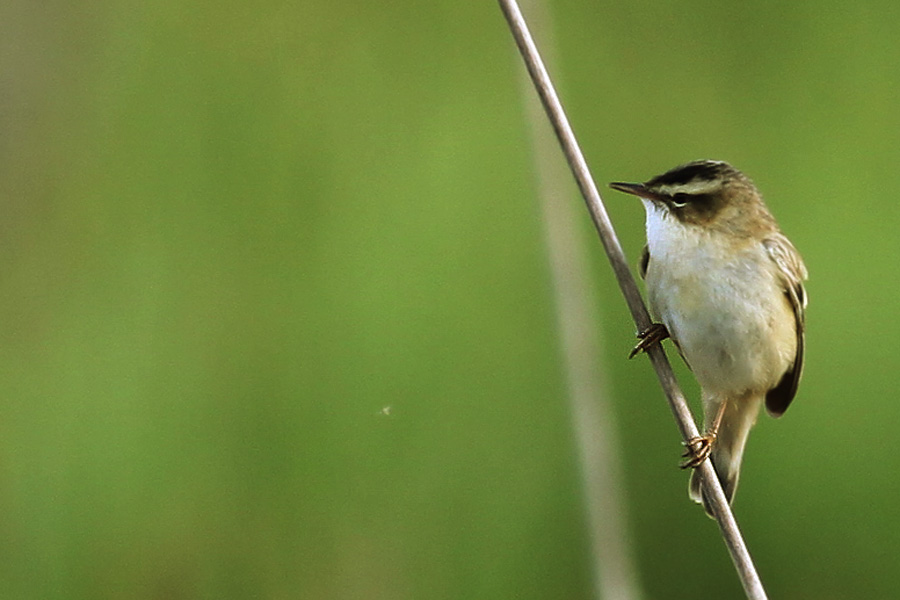 Sedge Warbler