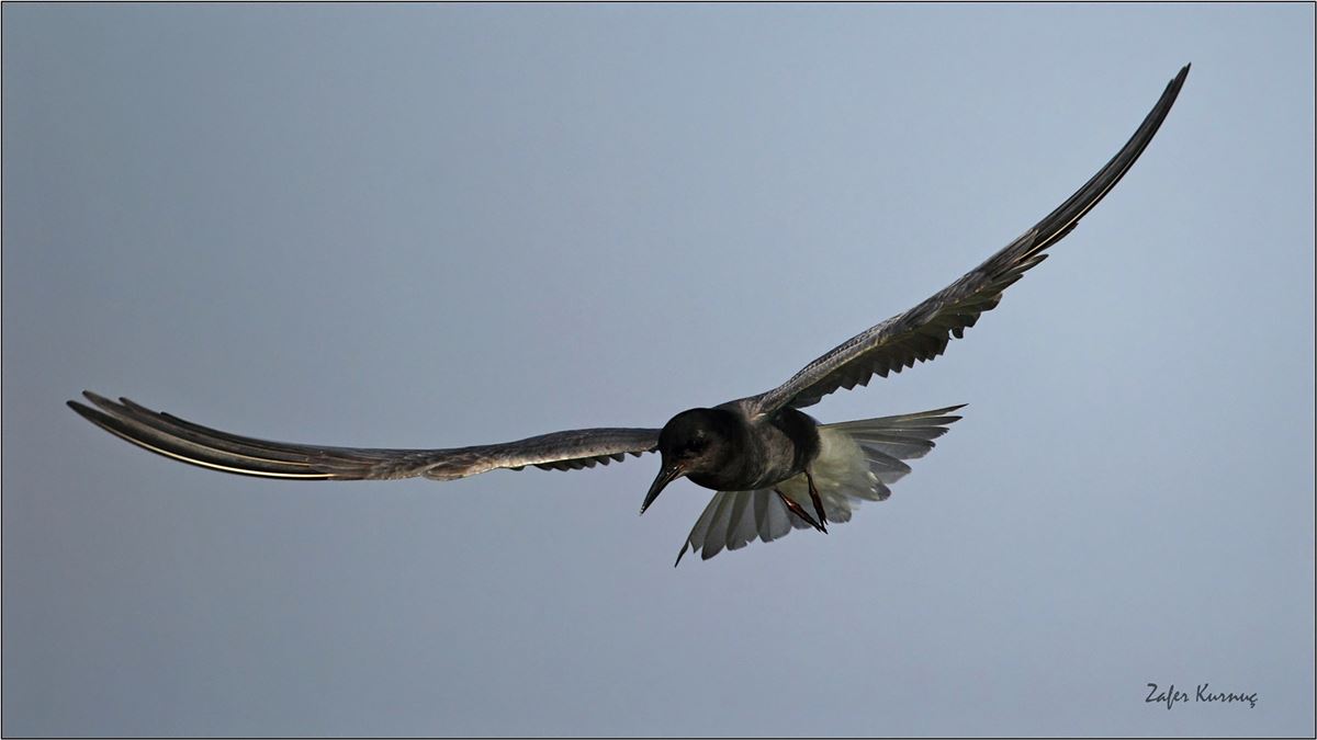 Black Tern