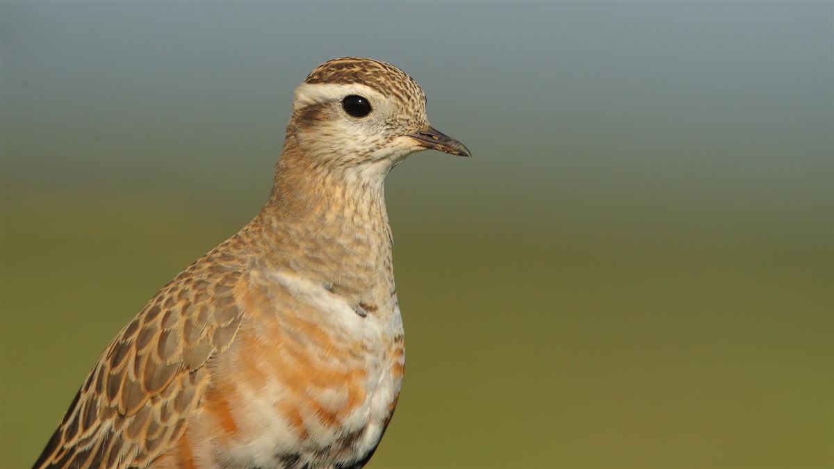 Eurasian Dotterel
