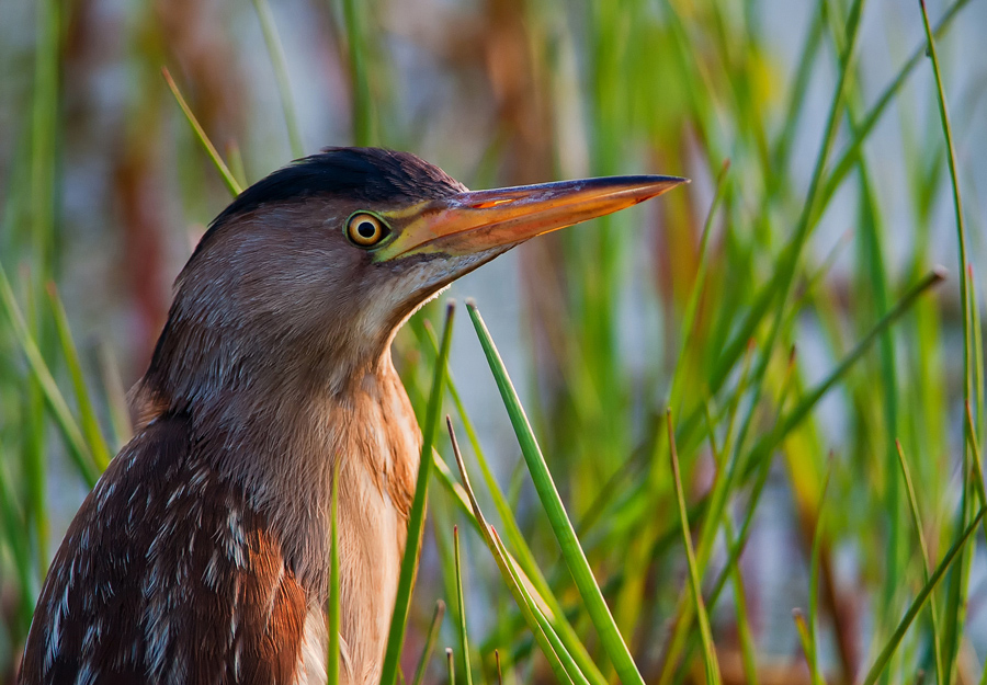 Little Bittern