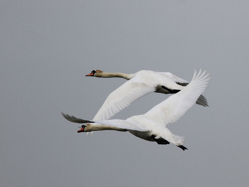 Mute Swan