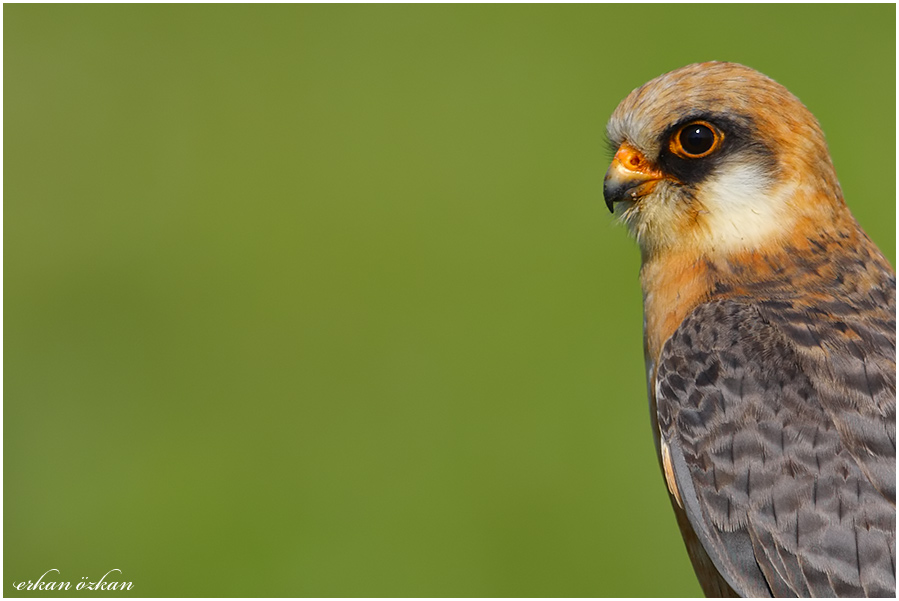 Red-footed Falcon