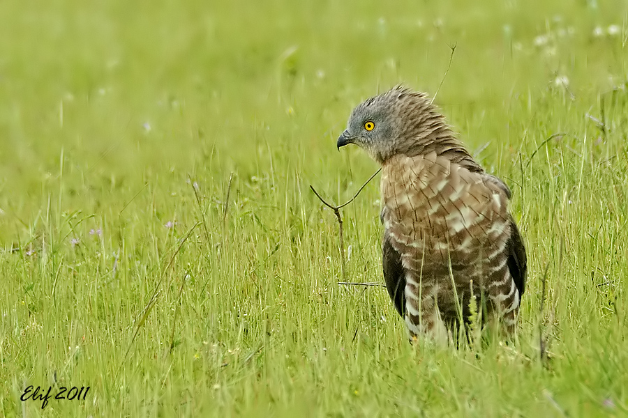 European Honey Buzzard