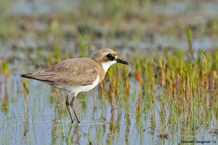 Greater Sand Plover