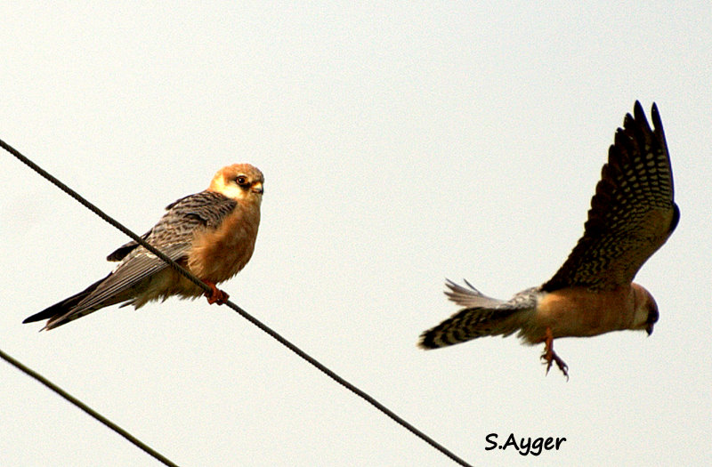Red-footed Falcon