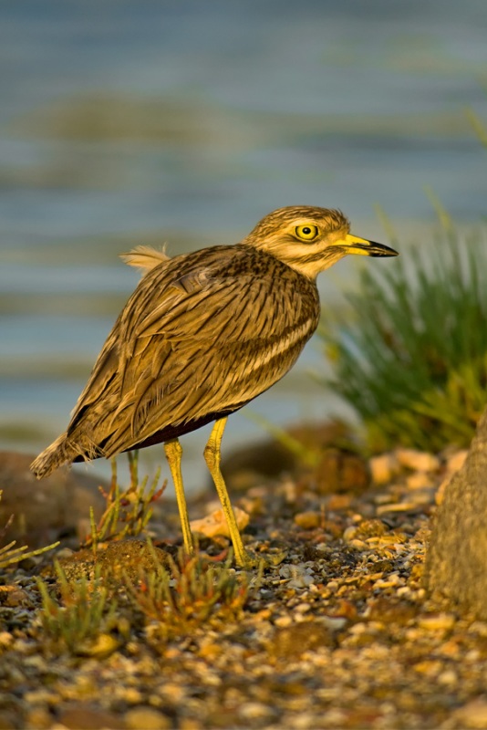 Eurasian Stone-curlew