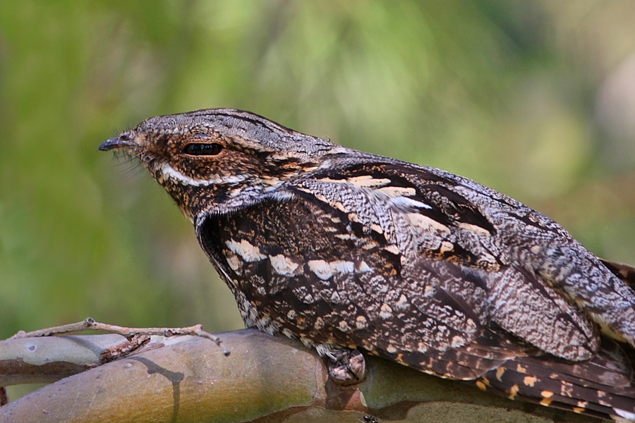 European Nightjar