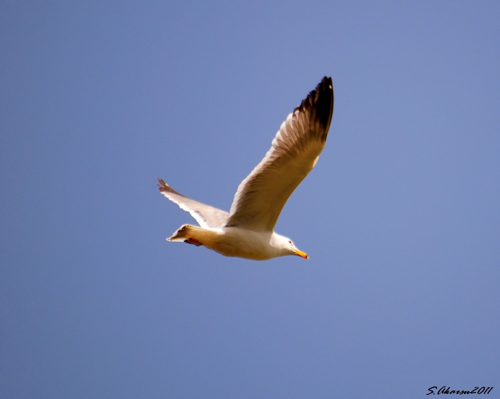 Armenian Gull