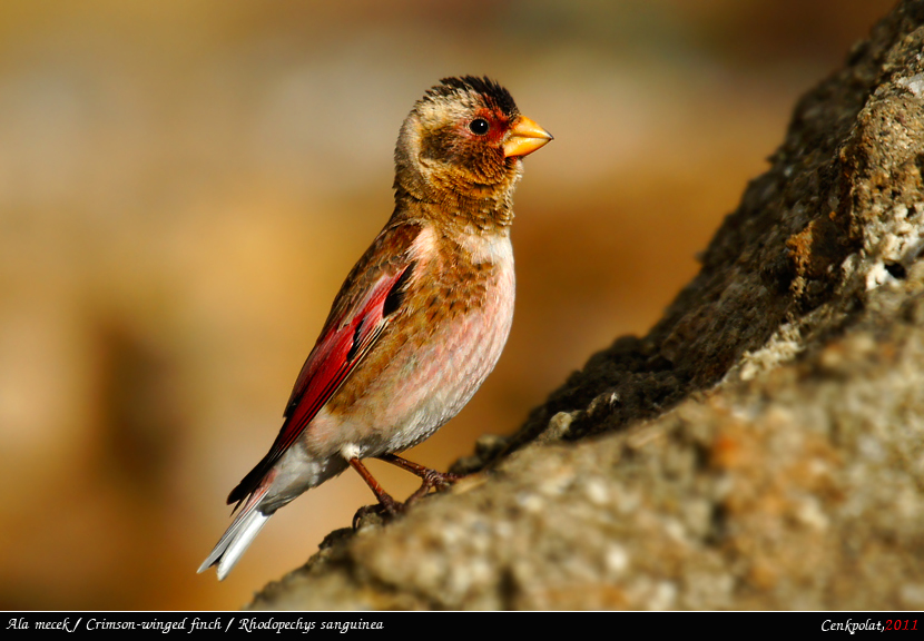 Crimson-winged Finch