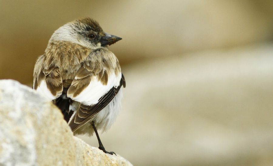 White-winged Snowfinch