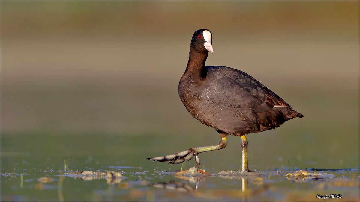 Eurasian Coot