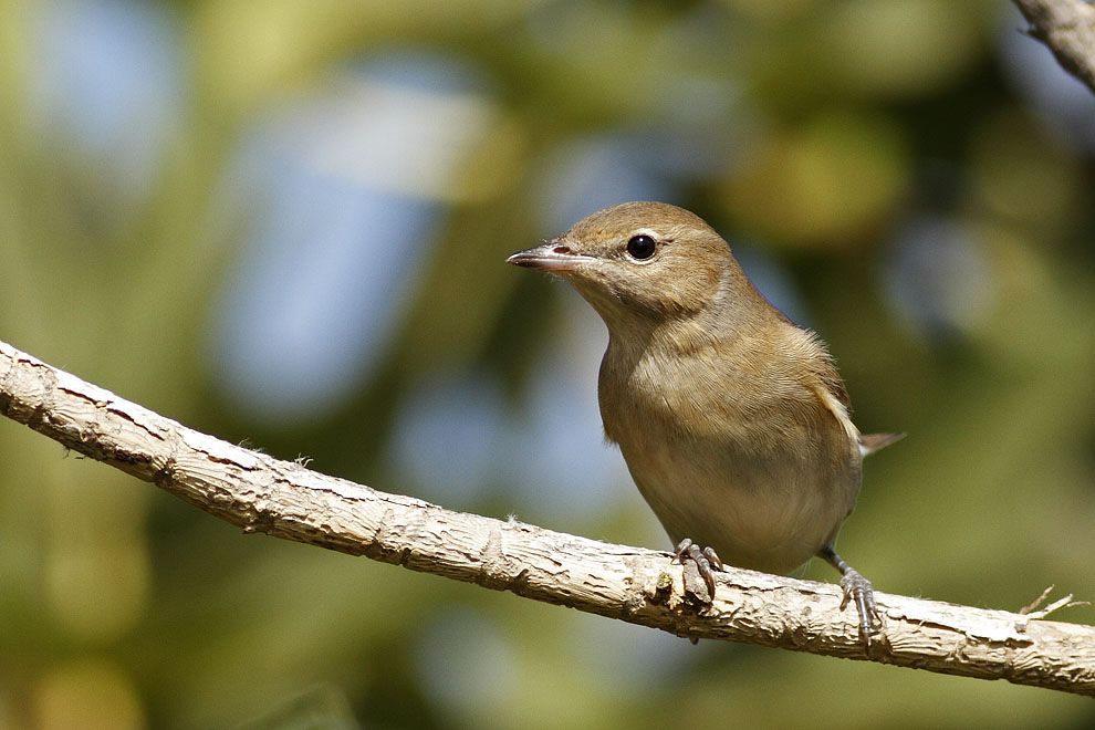 Garden Warbler