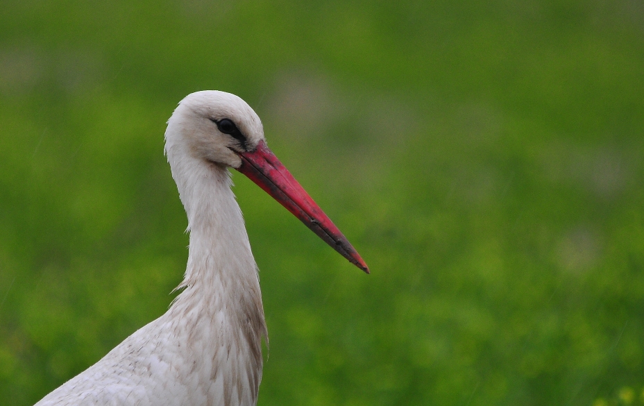 White Stork