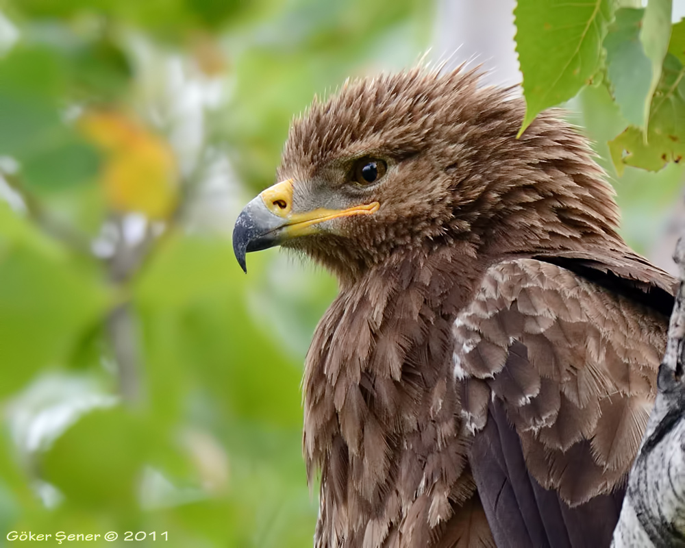 Lesser Spotted Eagle