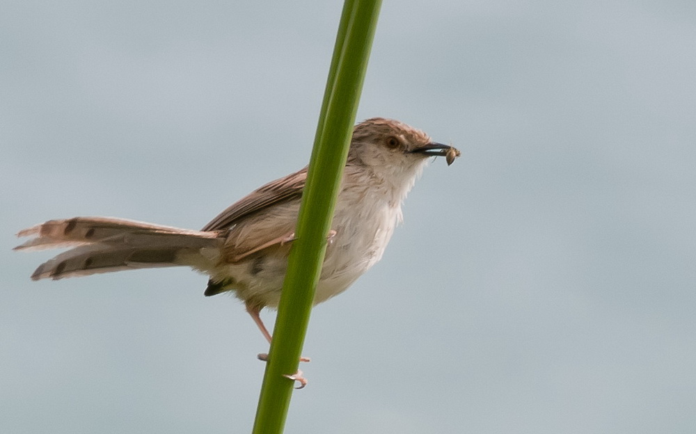 Delicate Prinia