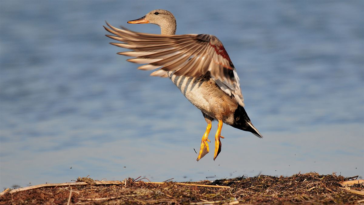 Gadwall