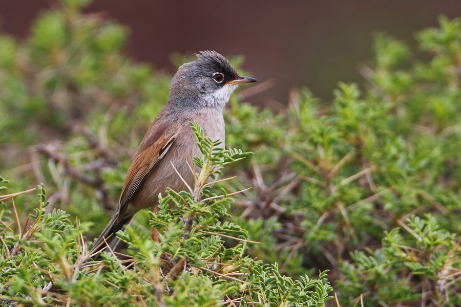 Spectacled Warbler