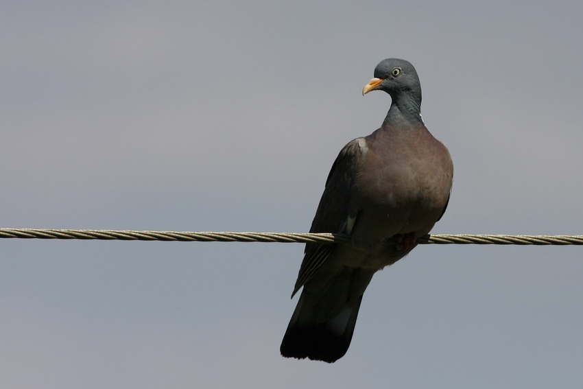 Common Wood Pigeon