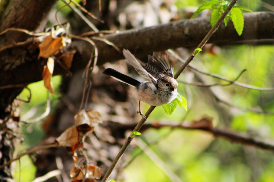 Long-tailed Tit