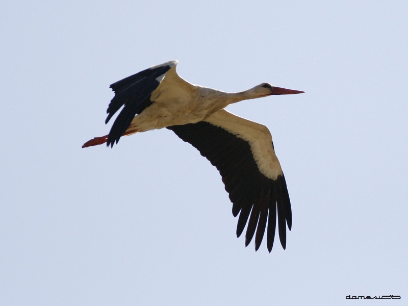 White Stork