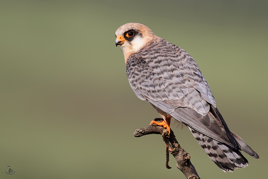 Red-footed Falcon