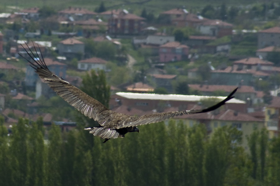 Cinereous Vulture