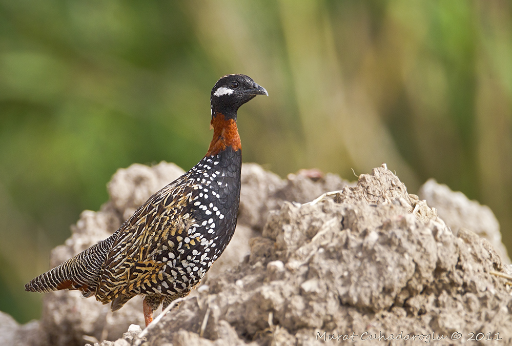 Black Francolin