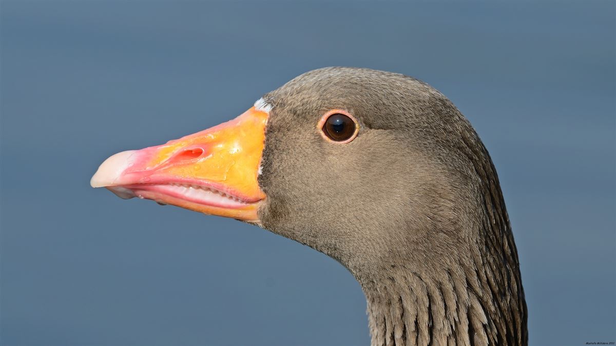 Greylag Goose