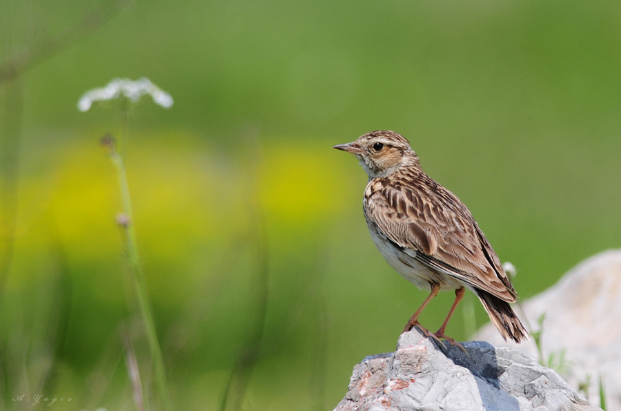 Woodlark