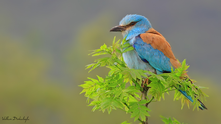 European Roller