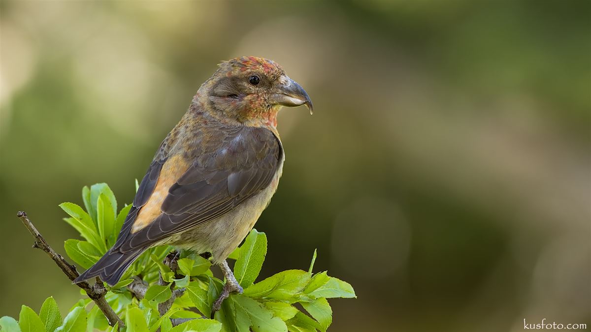 Red Crossbill