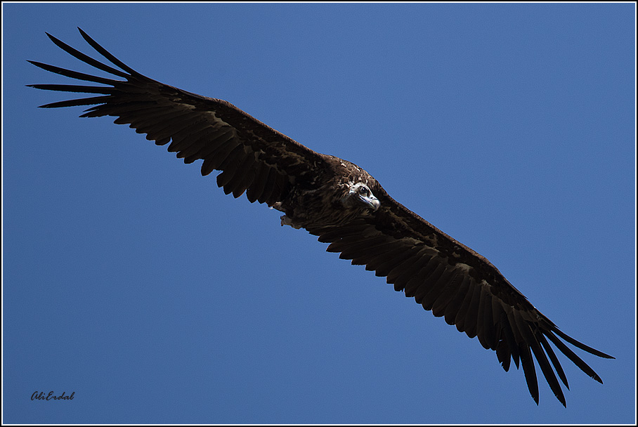 Cinereous Vulture