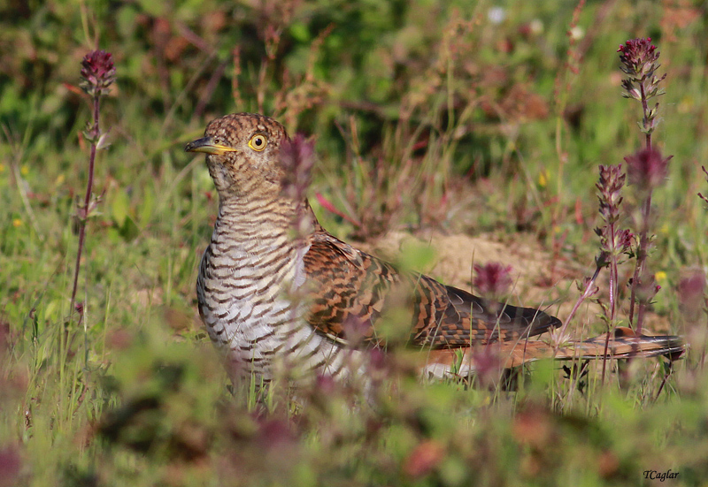 Common Cuckoo