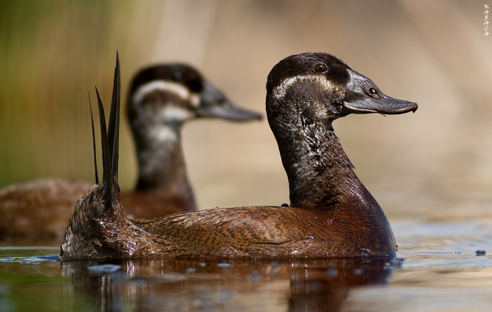 White-headed Duck