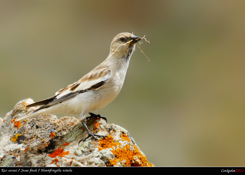 White-winged Snowfinch