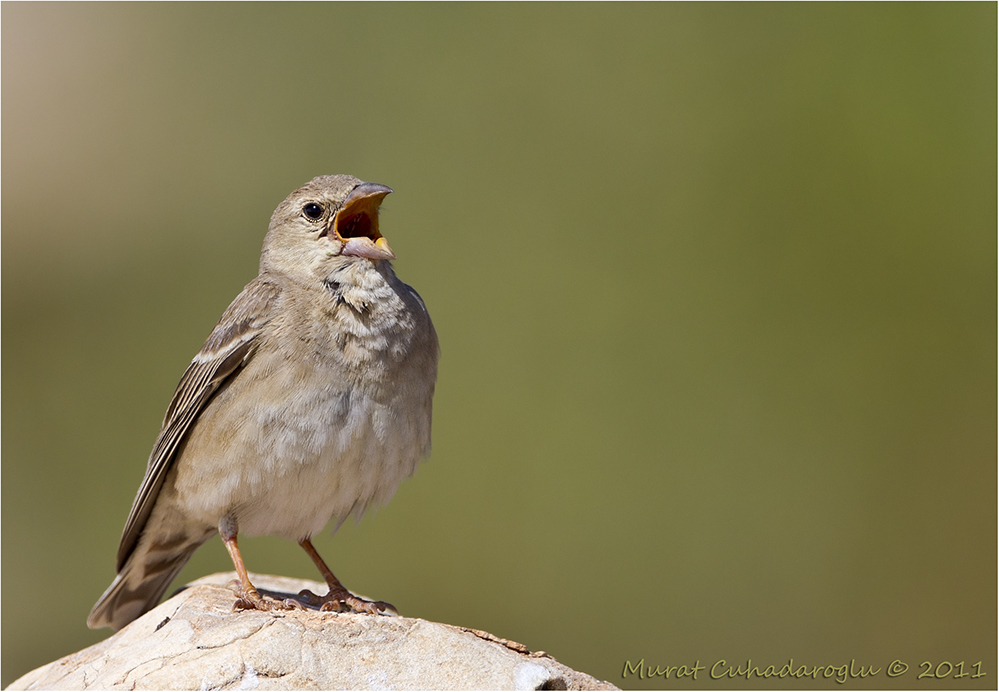 Pale Rockfinch