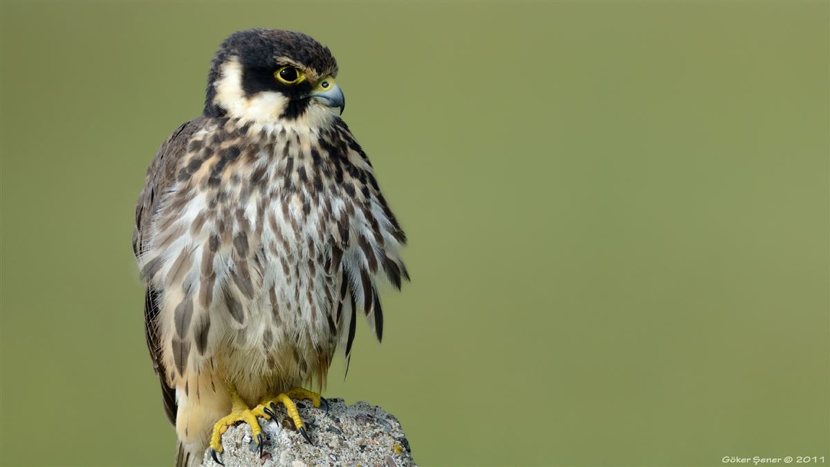Eurasian Hobby
