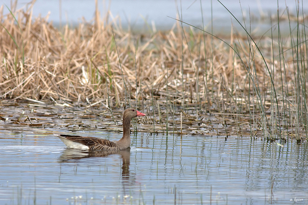 Greylag Goose