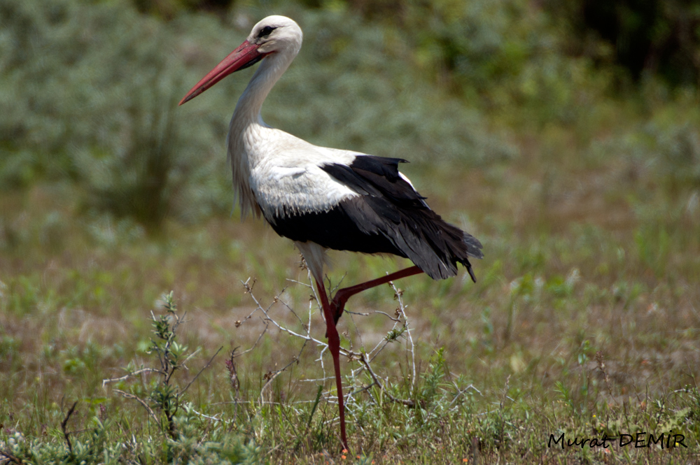 White Stork