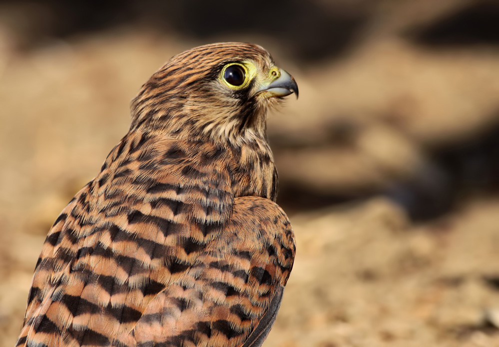 Common Kestrel