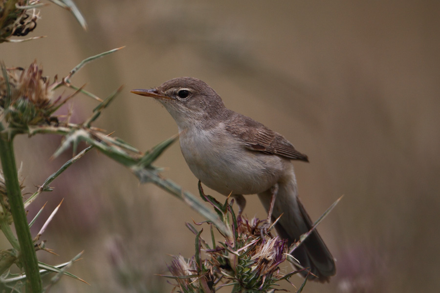 Upcher`s Warbler