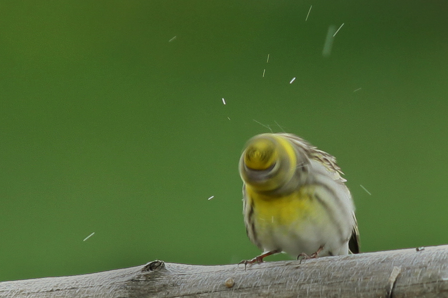 European Serin