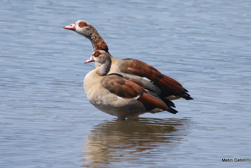 Egyptian Goose