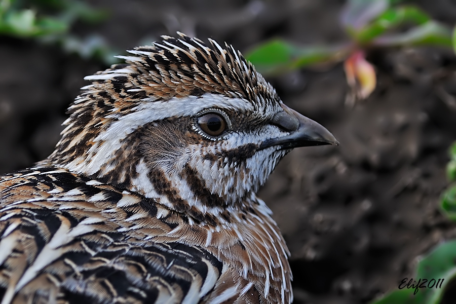 Common Quail
