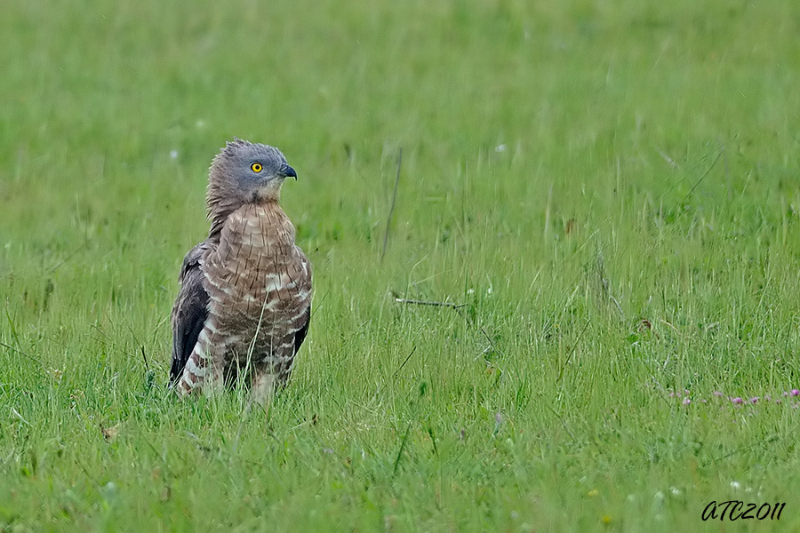 European Honey Buzzard