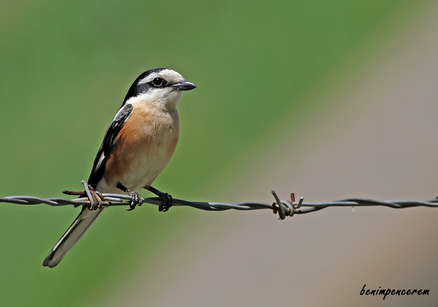 Masked Shrike
